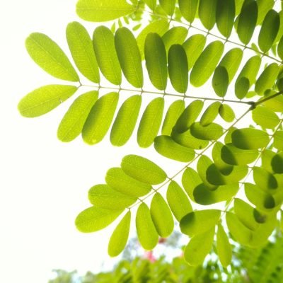 Branch 1