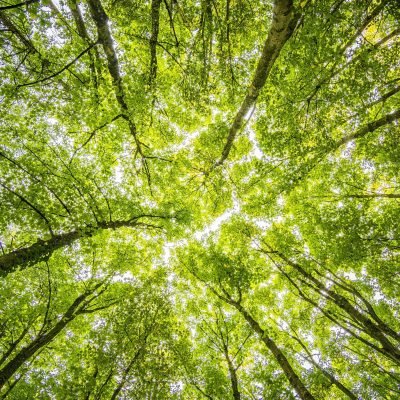 tree canopy