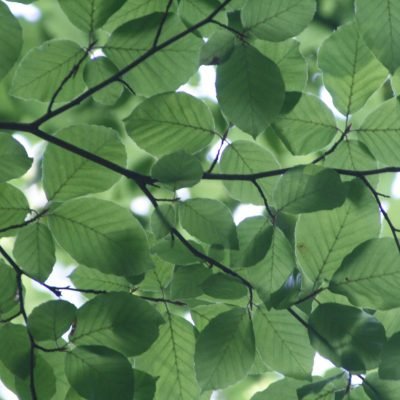 tree leaves